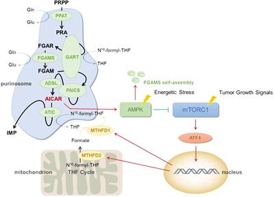 Purinosomes involved in the regulation of tumor metabolism: current progress and potential application targets